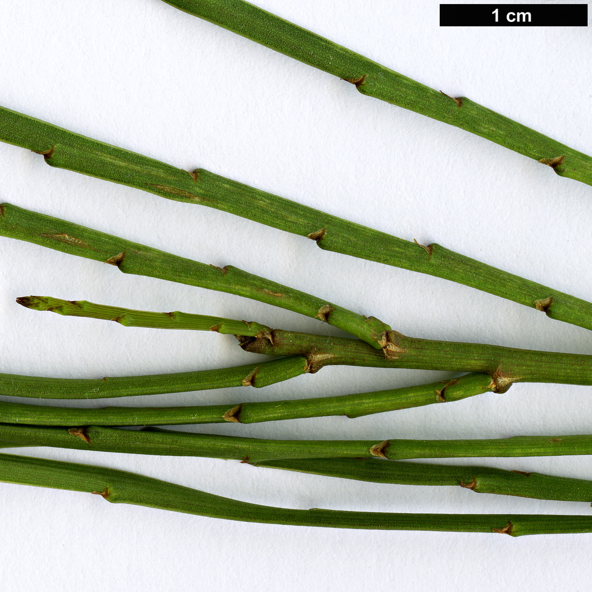 High resolution image: Family: Fabaceae - Genus: Carmichaelia - Taxon: egmontiana